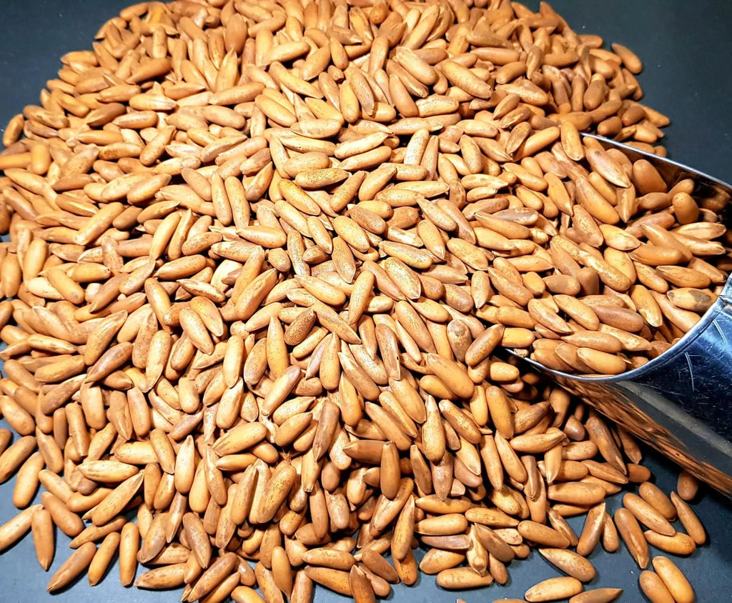 Chilgoza Without Shell (Pine Nuts Without Shell)